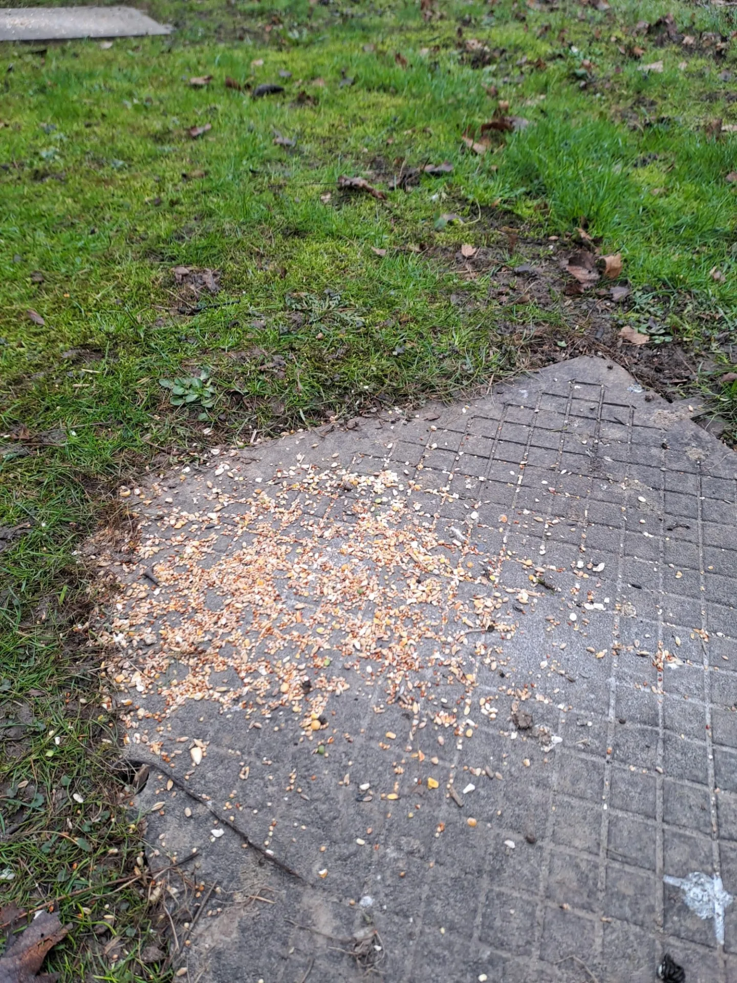 Letňany řeší krmení holubů. Radnice varuje před potkany, lidé chtějí efektivní řešení
