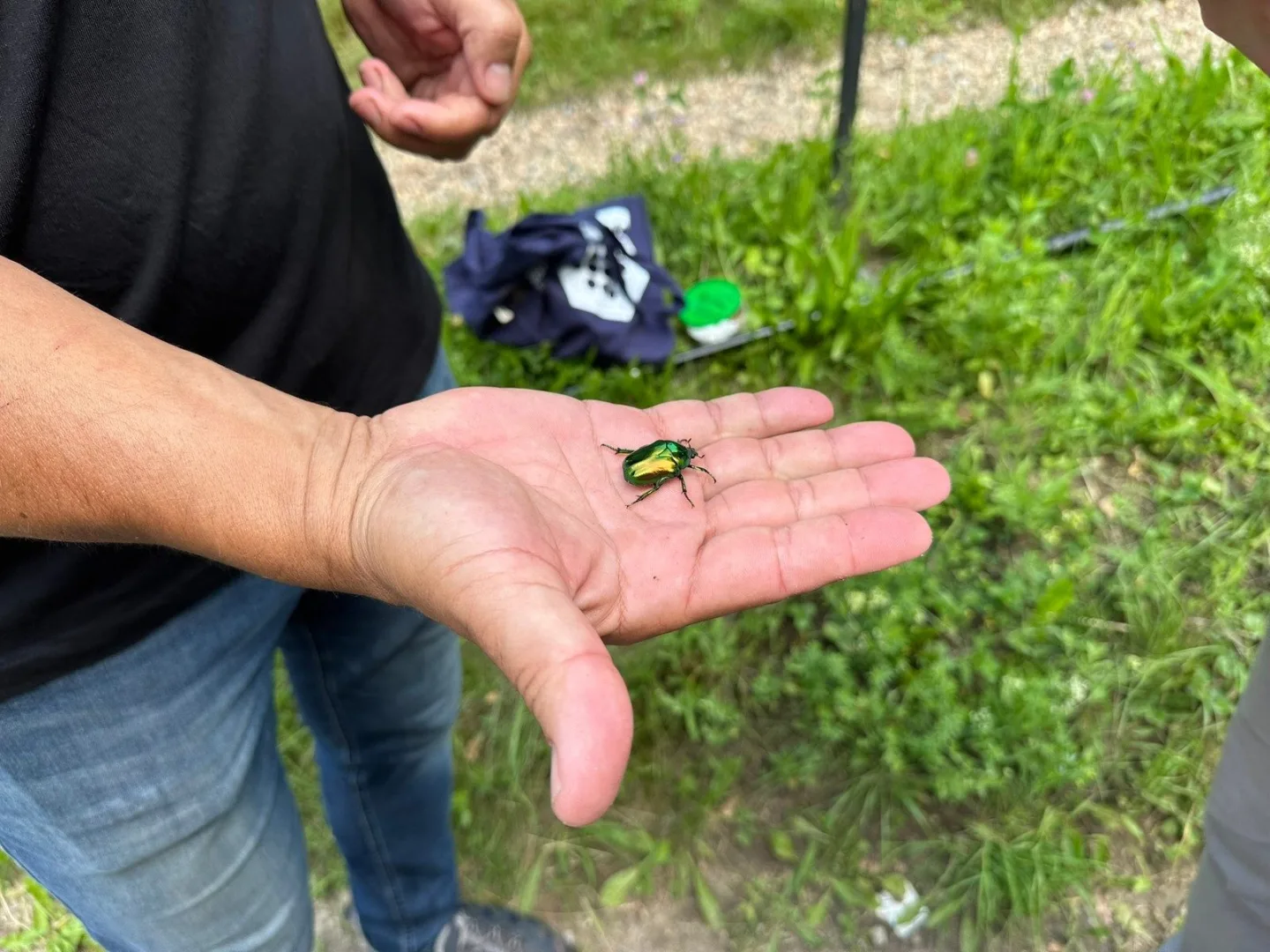 Na Hradě žijí kavky i záhadní roztoči. Biologové v areálu našli stovky obyvatel