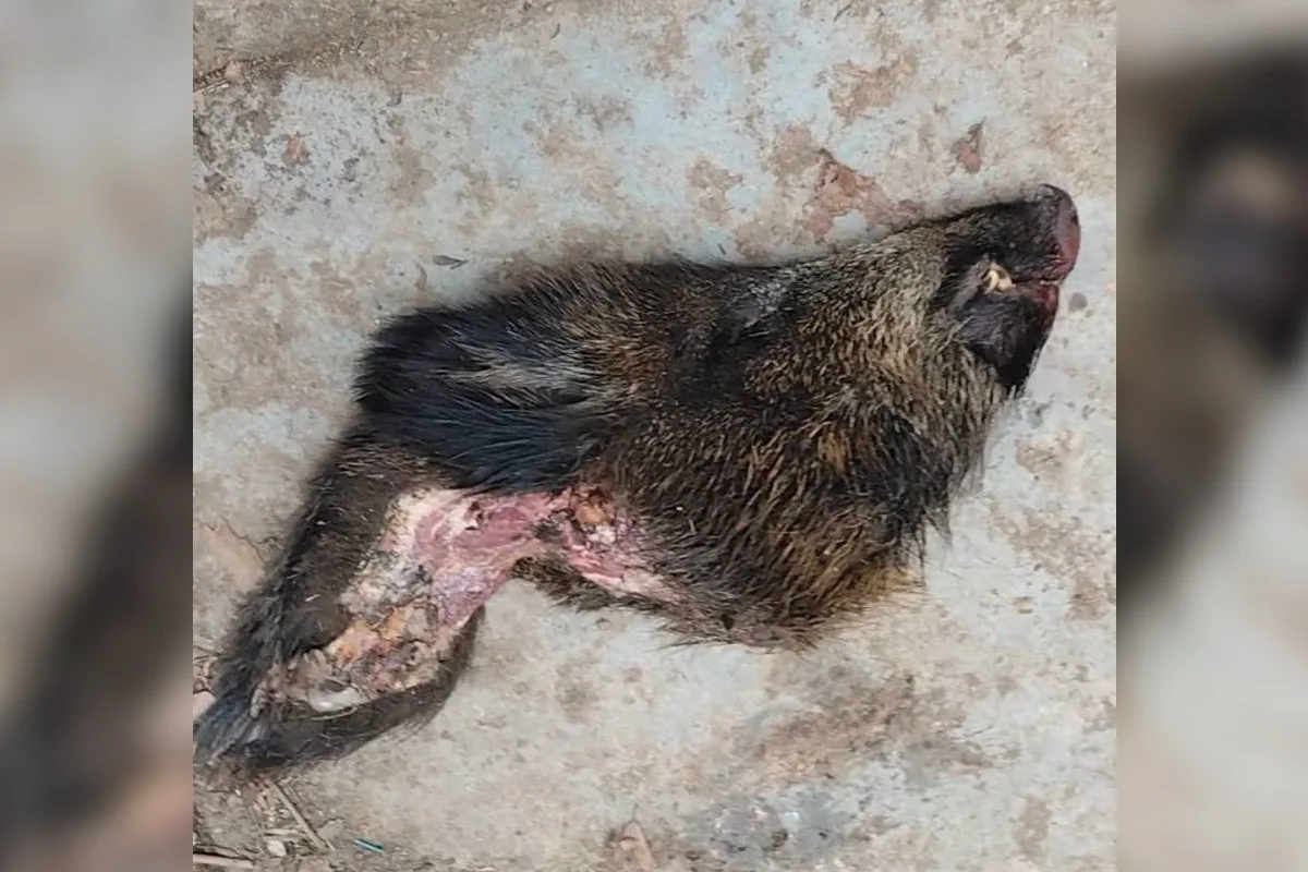 Poradci pražské náměstkyně Komrskové hodil maskovaný muž za plot hlavu kance