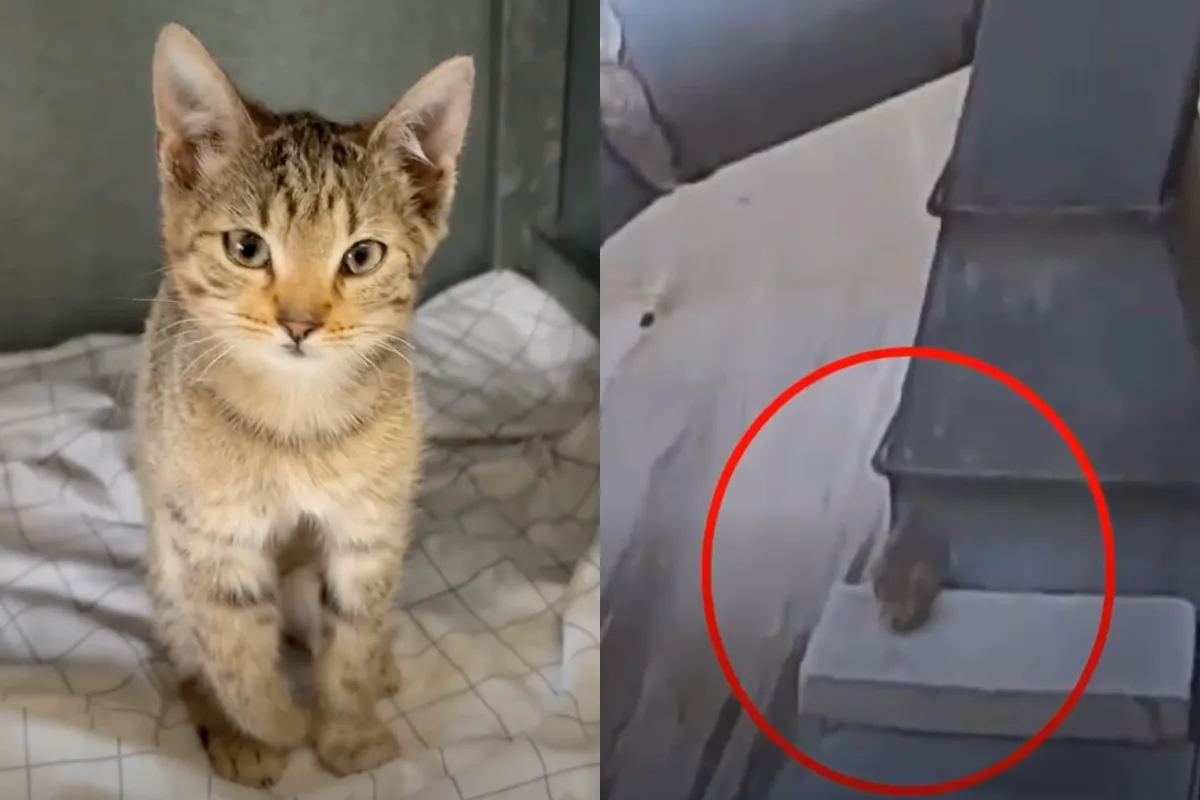 Kotě mělo zlomenou packu.