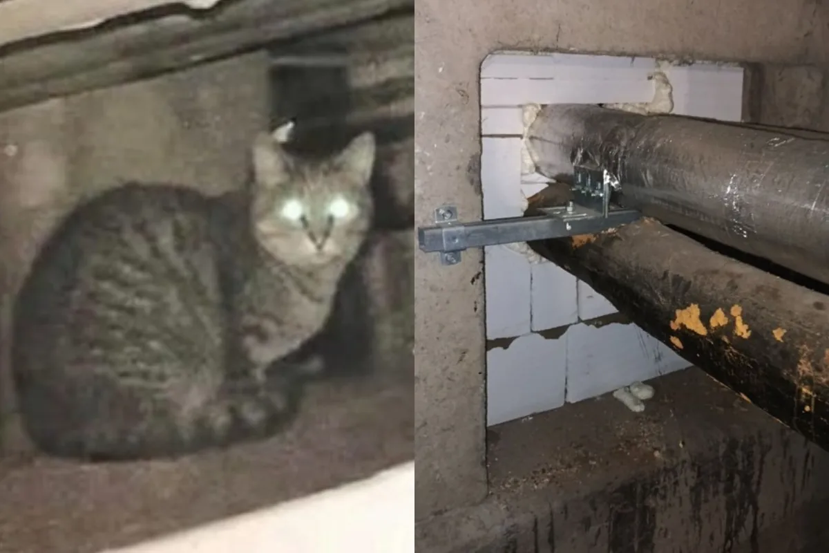 Kočky podle ochránců zvířat zůstaly bez vody a jídla a nemohou ven.