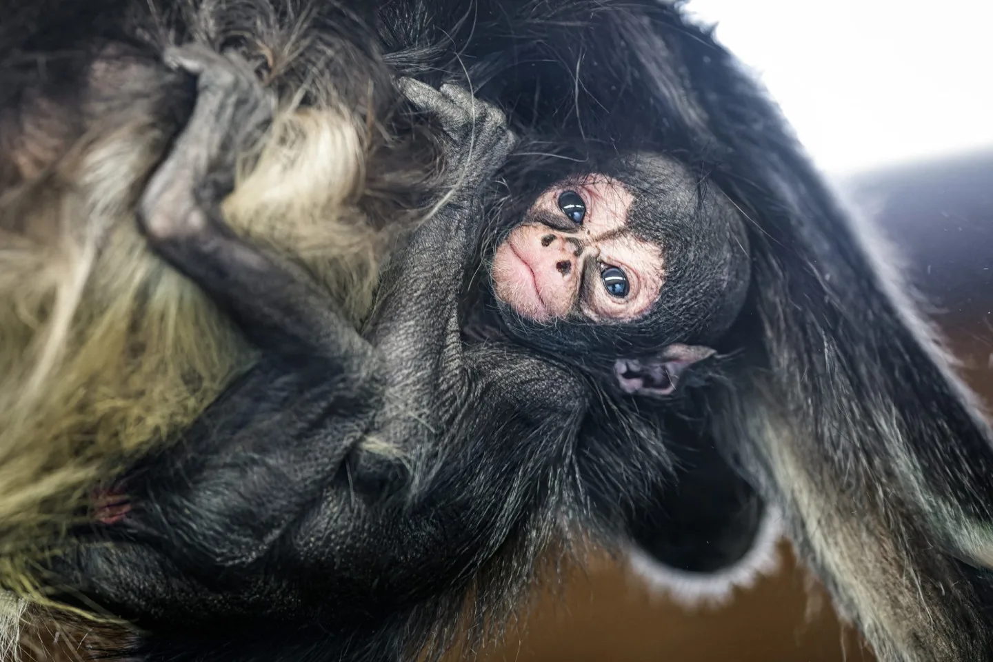 Zoo Praha