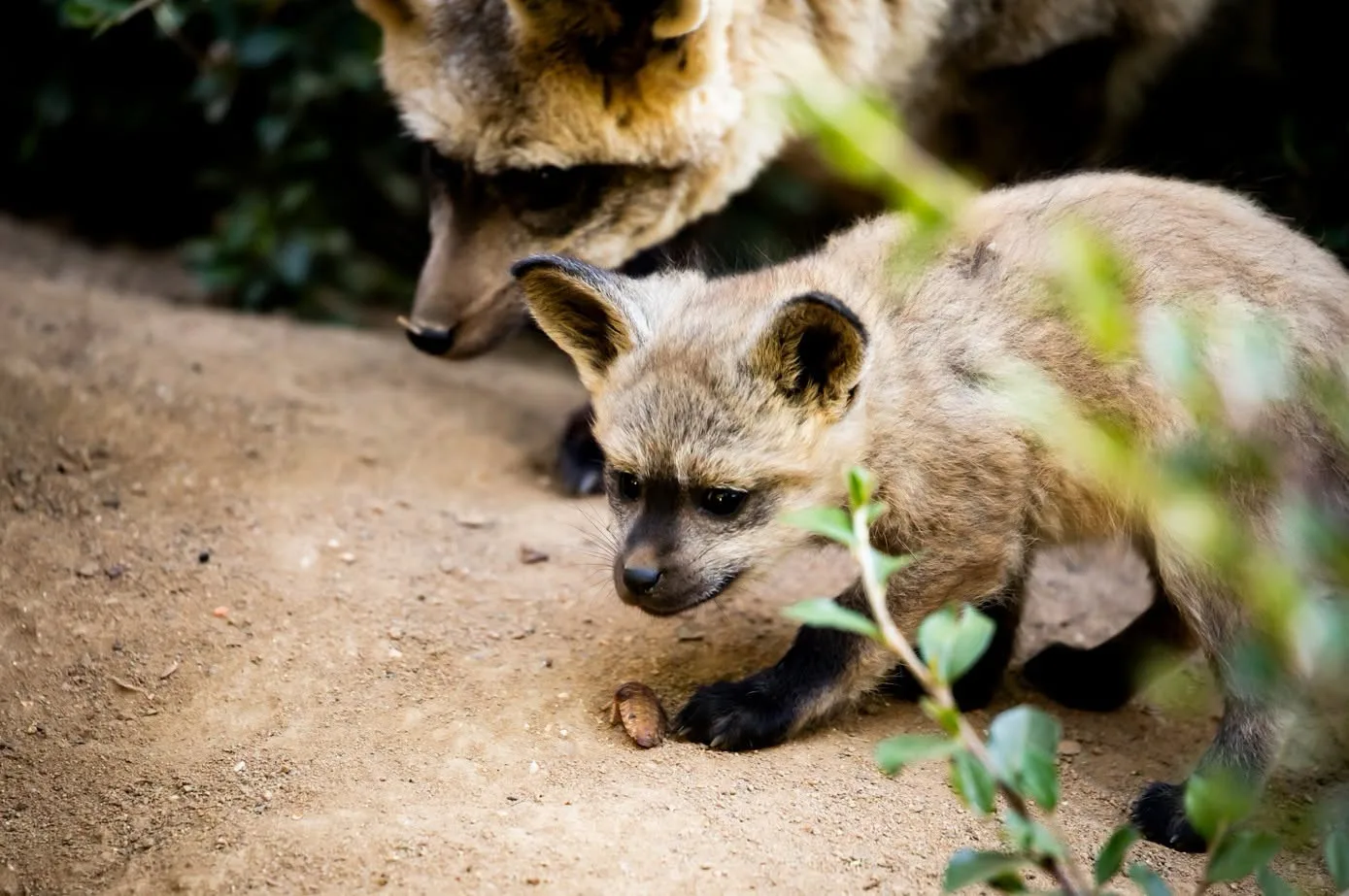 FOTO: Ušaté nadělení v pražské zoo. Po 14 letech se narodila štěňata psa z Afriky
