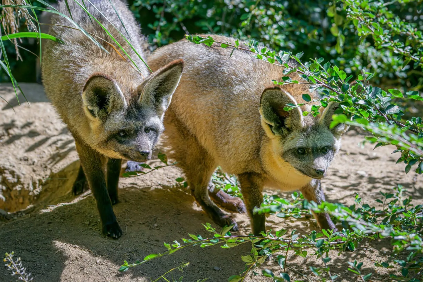 FOTO: Ušaté nadělení v pražské zoo. Po 14 letech se narodila štěňata psa z Afriky