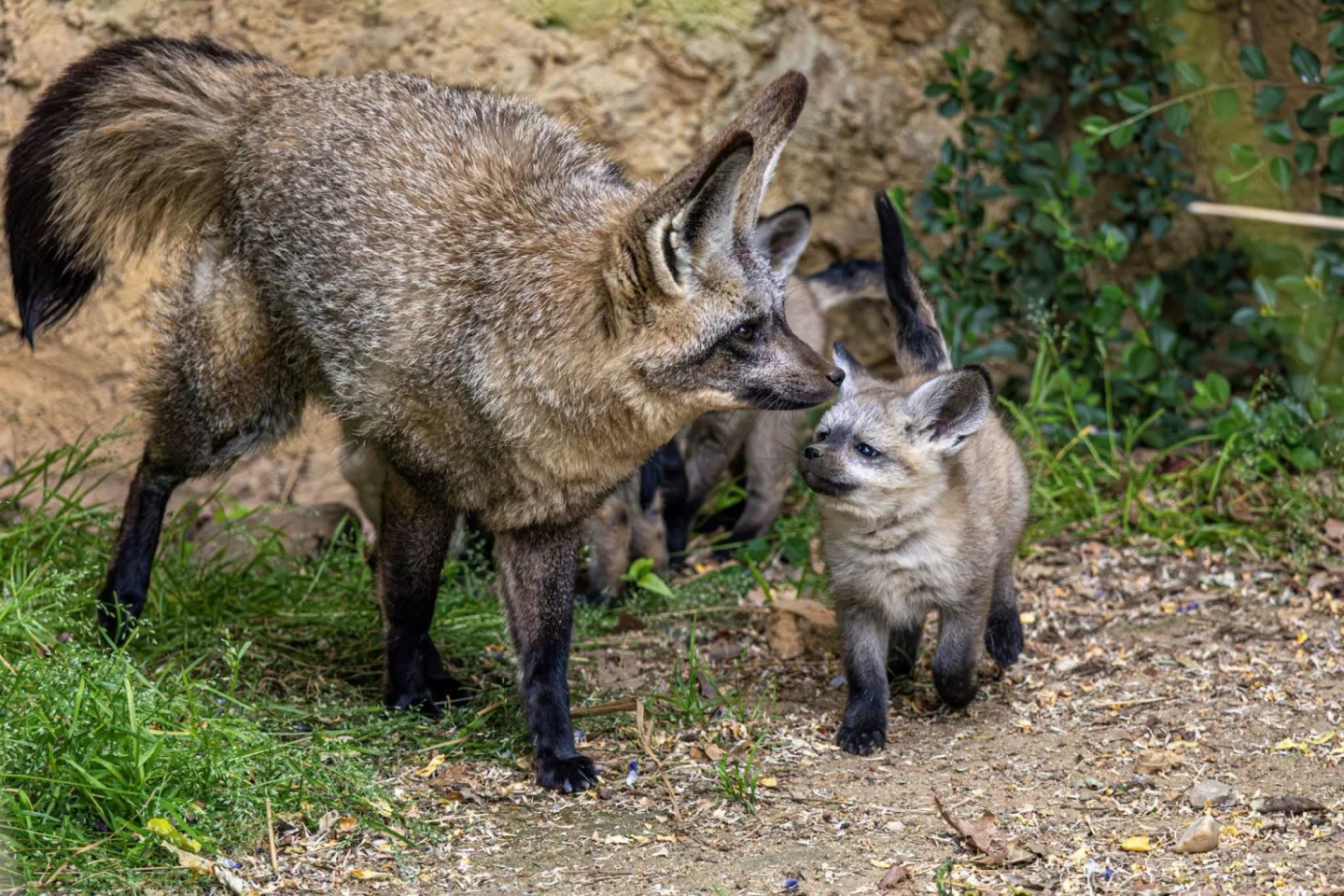 FOTO: Ušaté nadělení v pražské zoo. Po 14 letech se narodila štěňata psa z Afriky