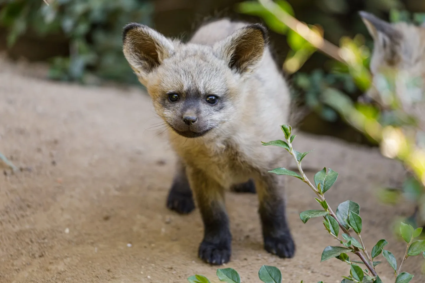 FOTO: Ušaté nadělení v pražské zoo. Po 14 letech se narodila štěňata psa z Afriky