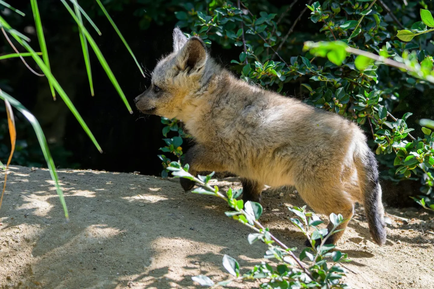 FOTO: Ušaté nadělení v pražské zoo. Po 14 letech se narodila štěňata psa z Afriky