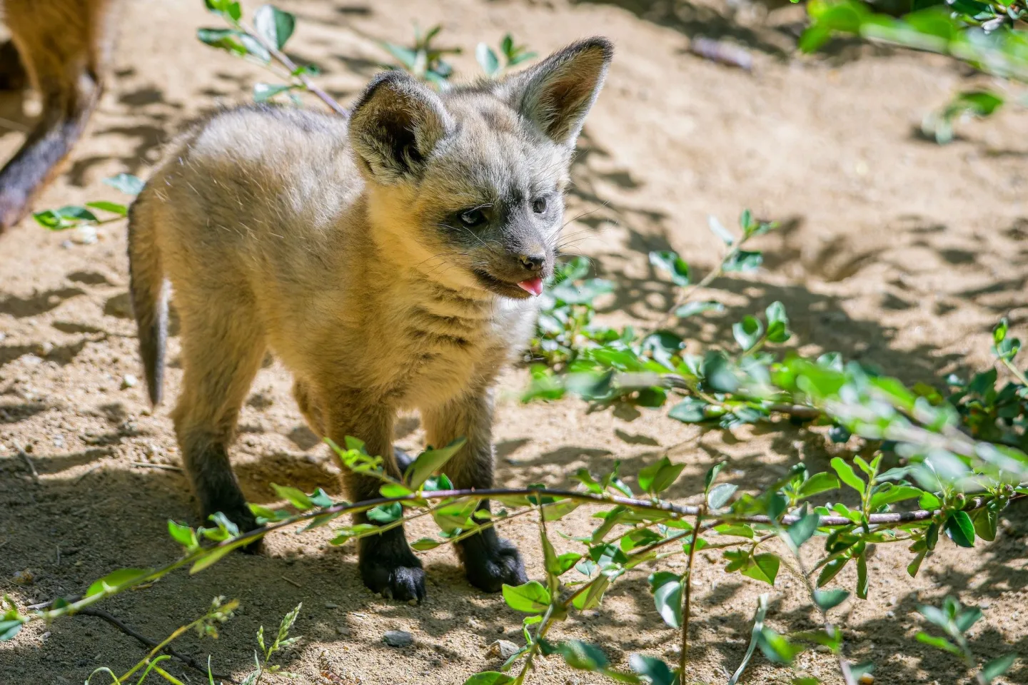 FOTO: Ušaté nadělení v pražské zoo. Po 14 letech se narodila štěňata psa z Afriky