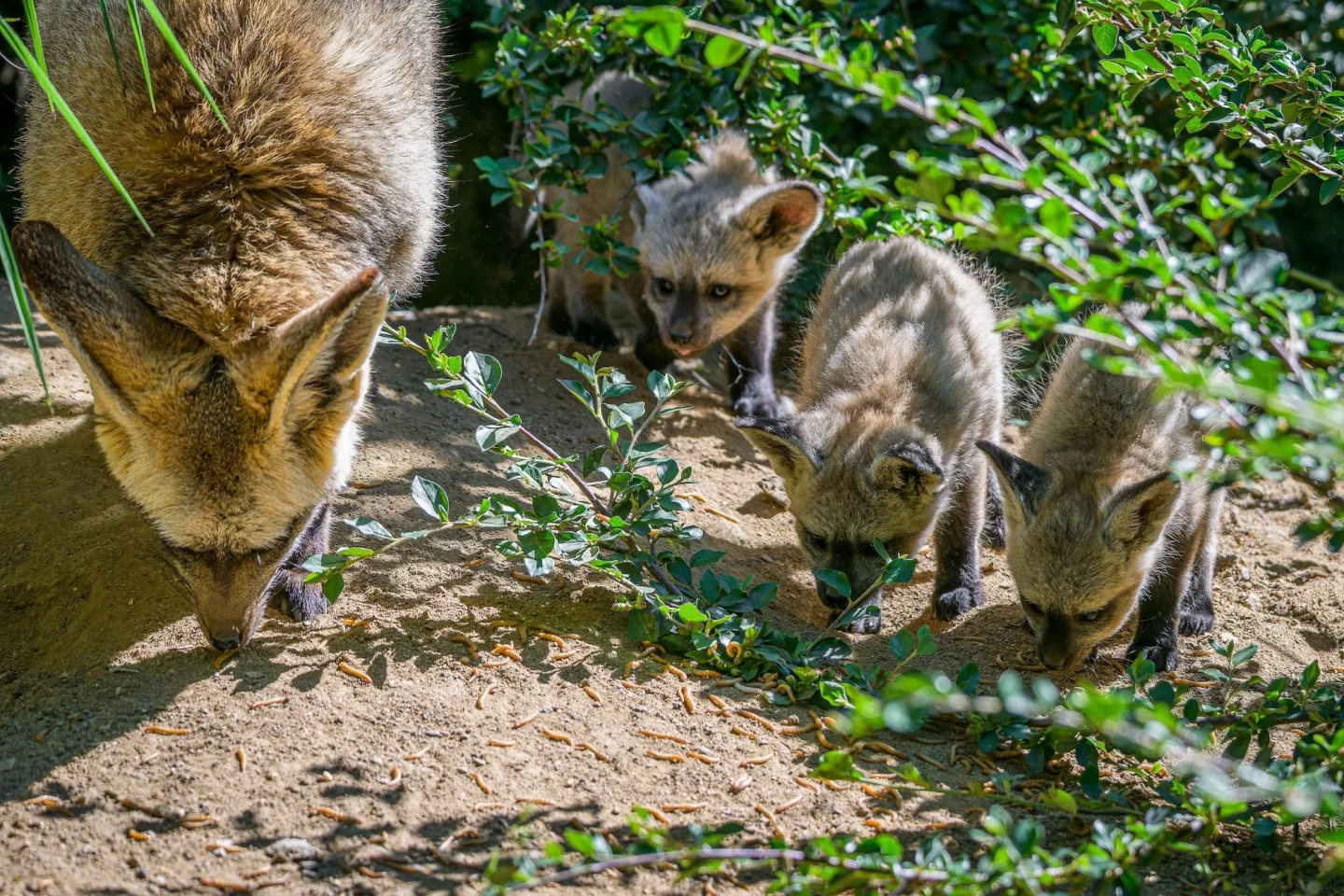 FOTO: Ušaté nadělení v pražské zoo. Po 14 letech se narodila štěňata psa z Afriky