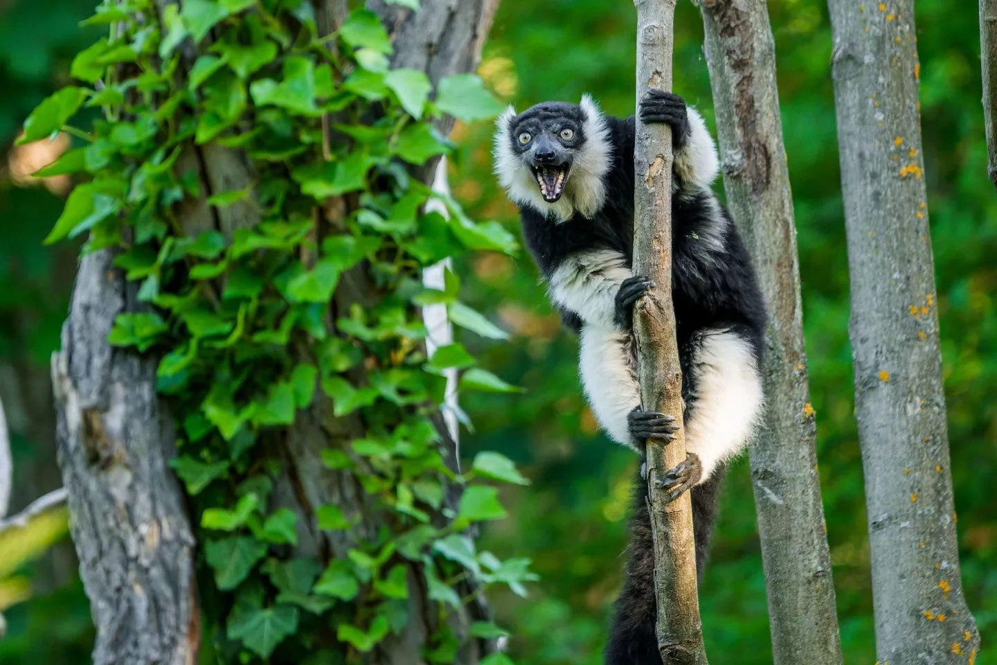 Lemuři dostali nové spolubydlící. V pražské zoo přibyli pohodoví variové bělopásí