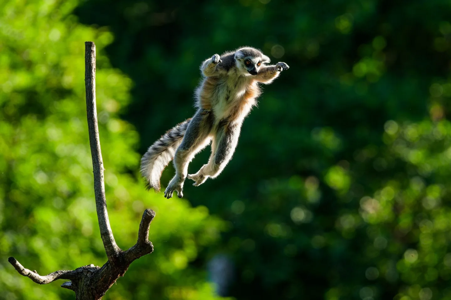 Lemuři dostali nové spolubydlící. V pražské zoo přibyli pohodoví variové bělopásí