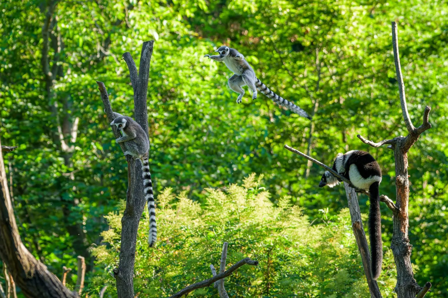 Lemuři dostali nové spolubydlící. V pražské zoo přibyli pohodoví variové bělopásí