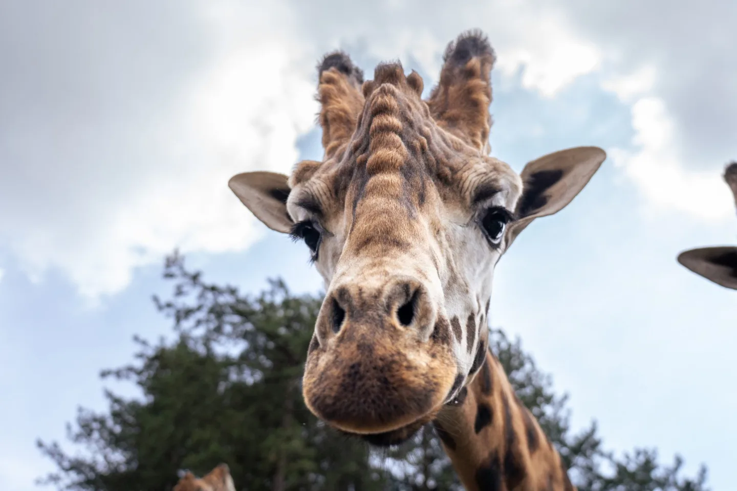 První pohled do tváře nového chovného samce žirafy, zde ještě v domovském Safariparku Beekse Bergen. Foto Oliver Le Que, Zoo Praha