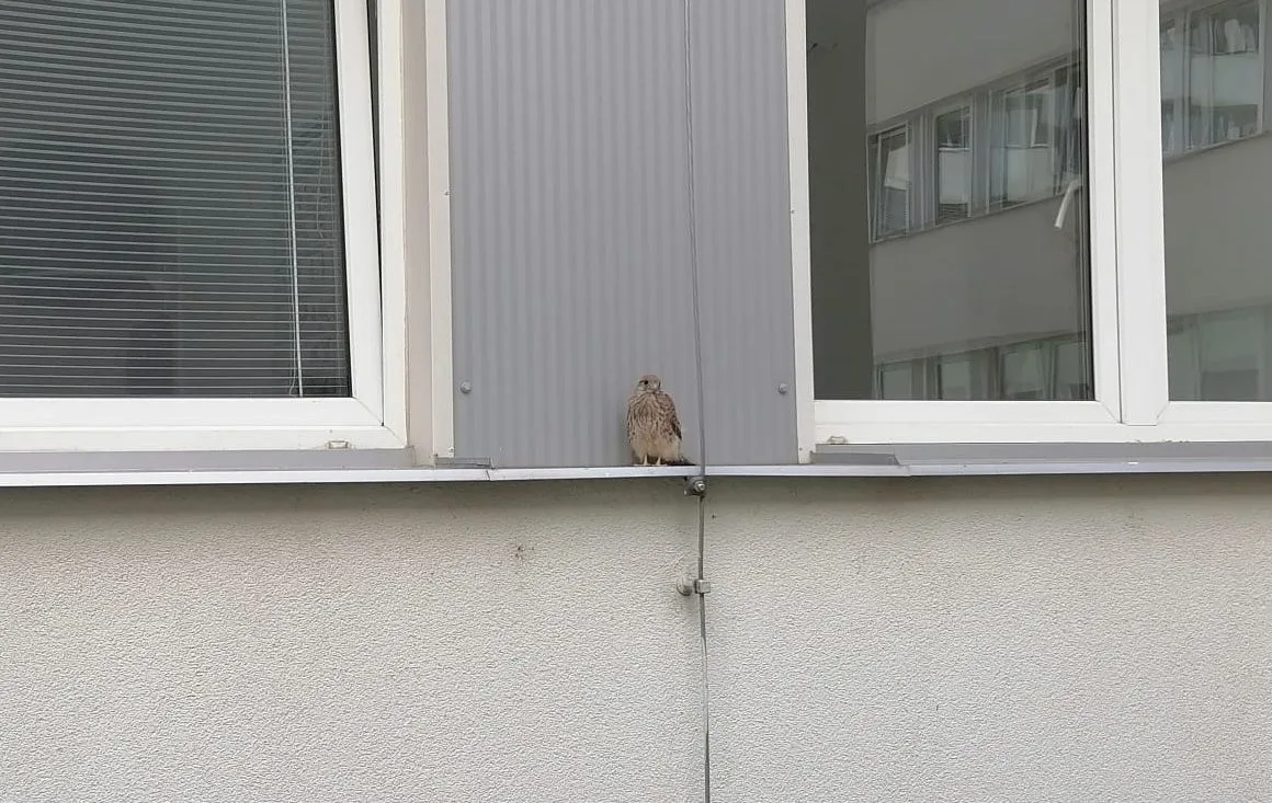 Na radnici Prahy 4 se zabydlely poštolky. Učí se létat, lidé na ně nemají sahat