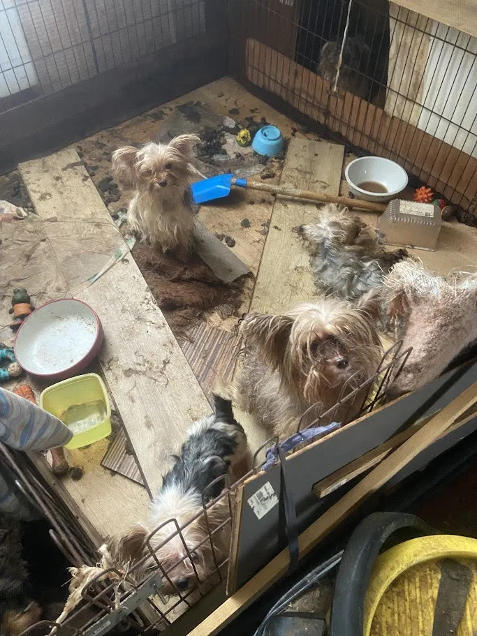 Mnohdy psi pochází z naprosto otřesných podmínek. V útulcích je ale dokáží vypiplat, foto: Dogpoint