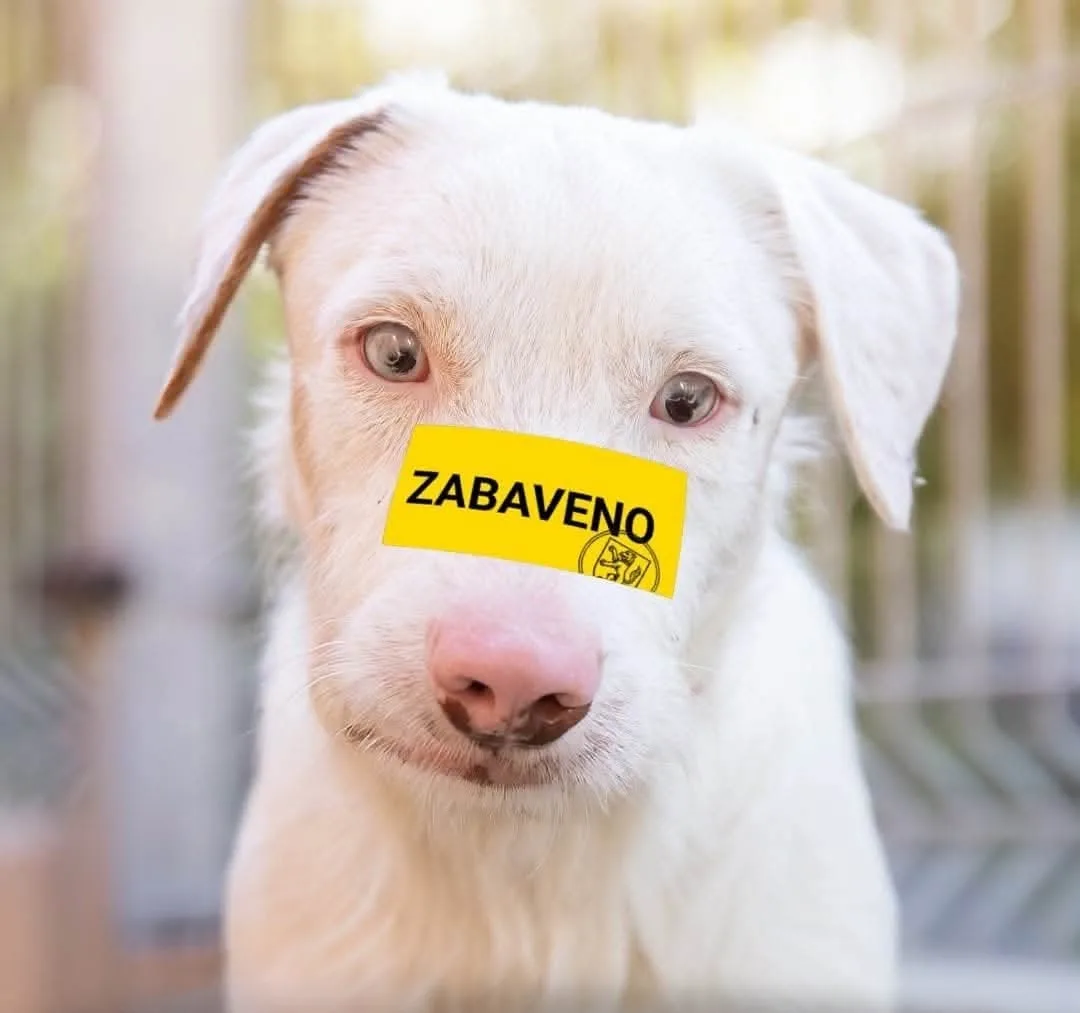 V tachovském útulku zůstává i Beefeater, foto:Gabriela Jägerová