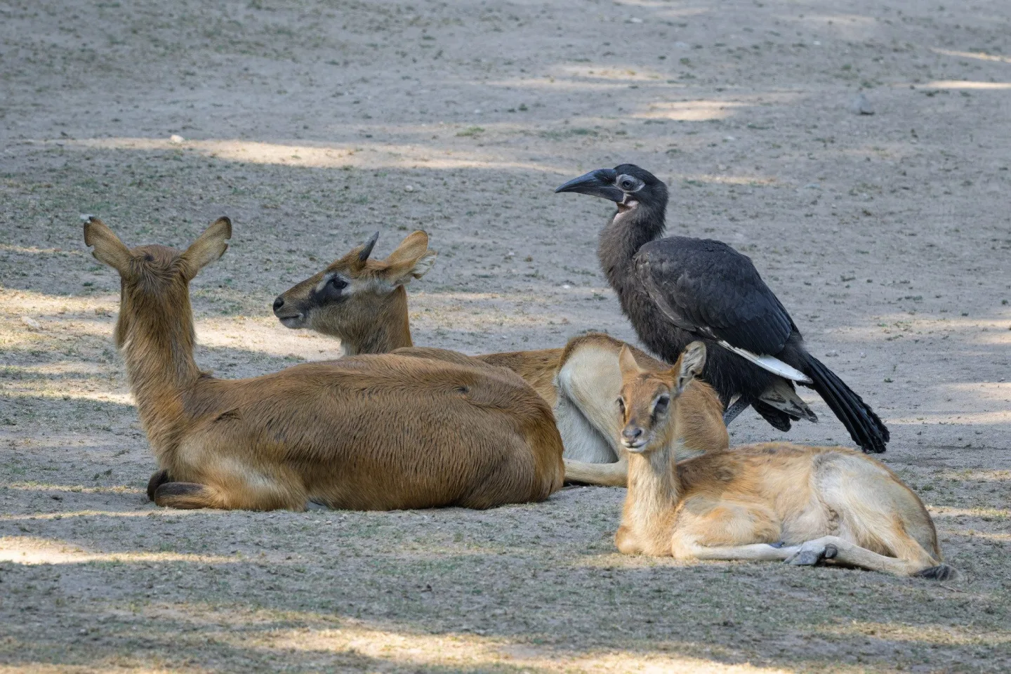 Zoo Praha