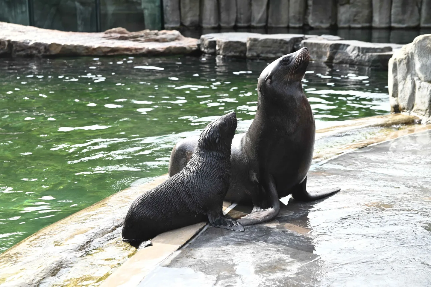 Malý lachtan míří v pražské zoo do velkého bazénu. Brzy poznáme jeho jméno