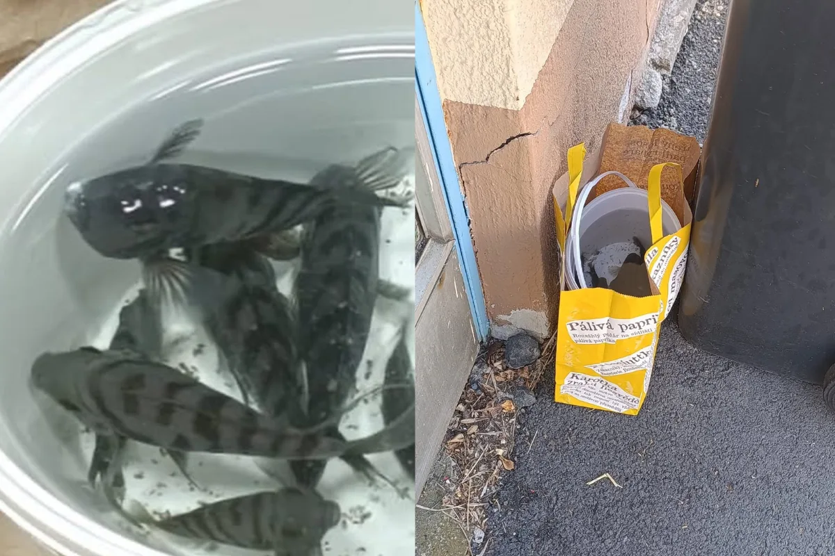 Krutý počin chovatele. Akvarijní rybky nechal ve vedru v misce u popelnice