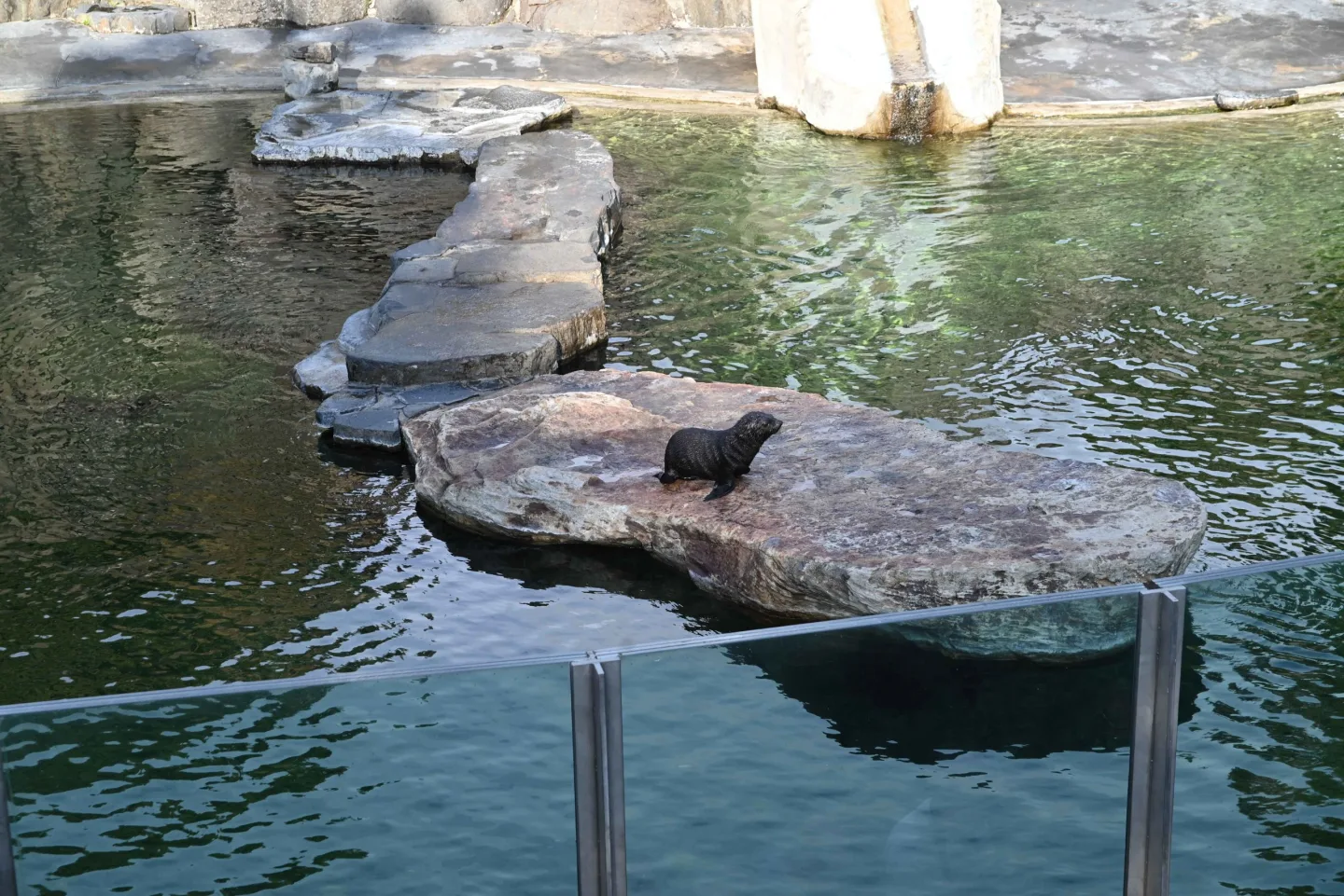 Malý lachtan míří v pražské zoo do velkého bazénu. Brzy poznáme jeho jméno