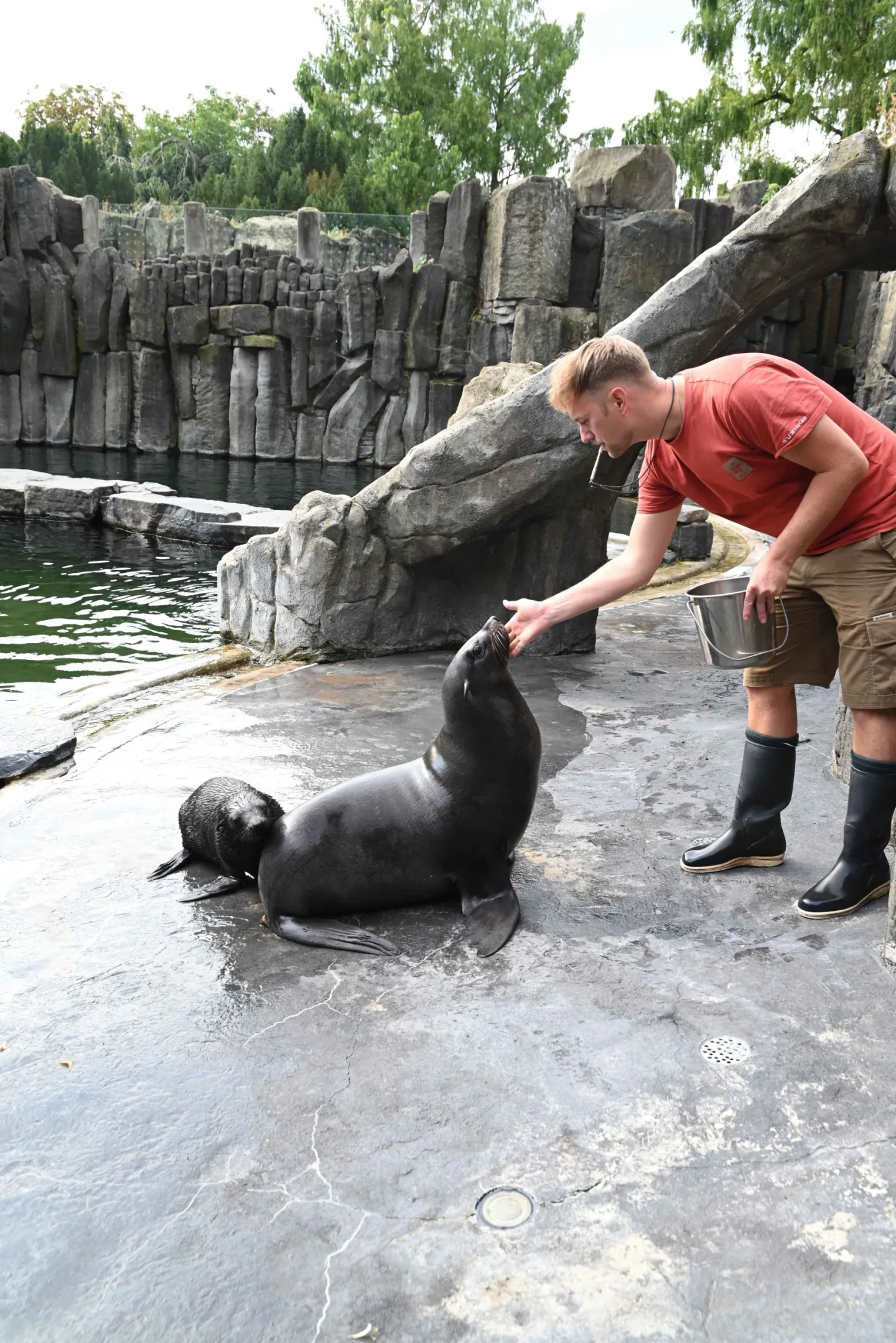 Malý lachtan míří v pražské zoo do velkého bazénu. Brzy poznáme jeho jméno