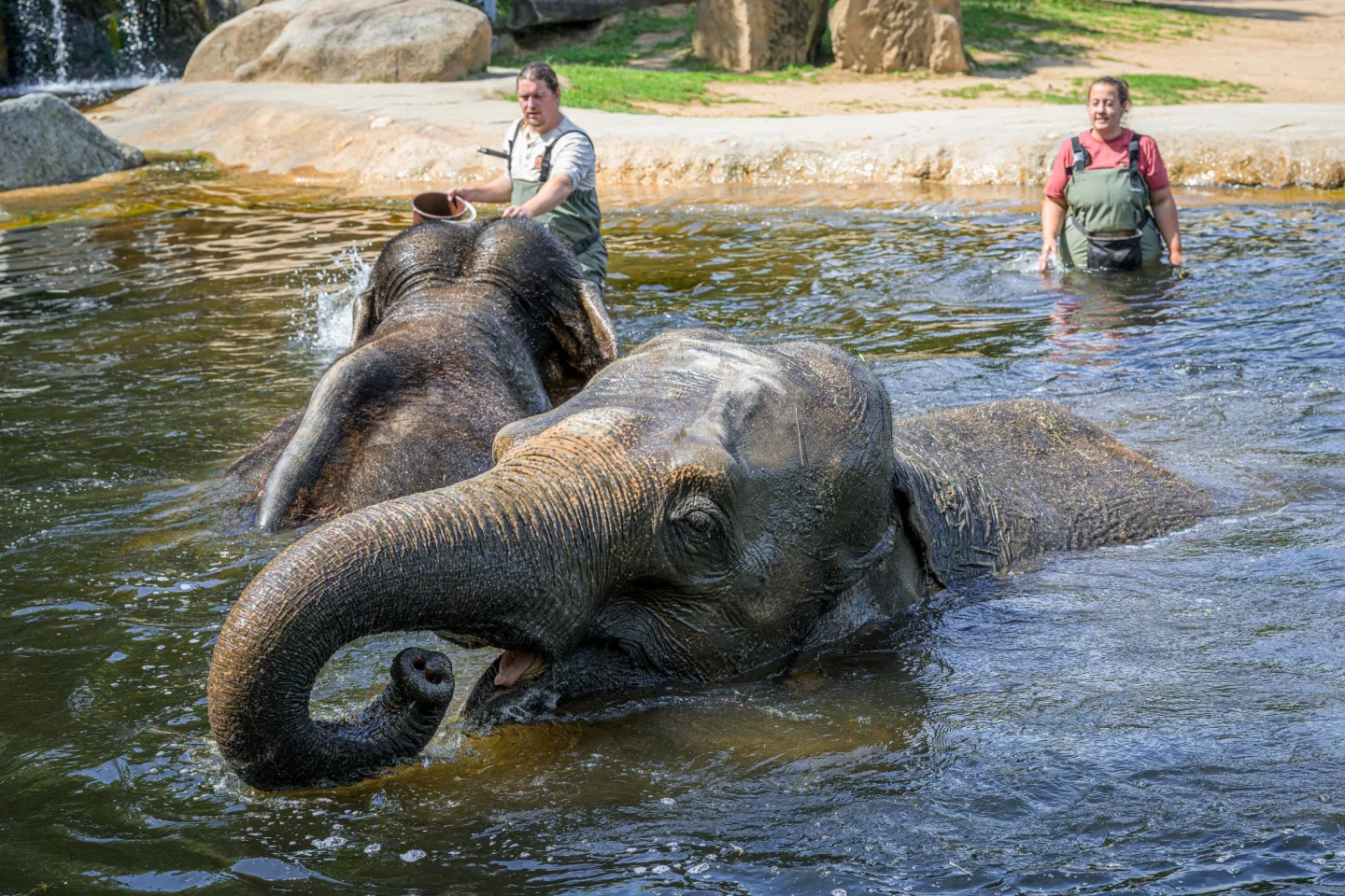 Zoo chystá světový den slonů. Obři dostanou dárky, lidé vyrobí papír z jejich trusu