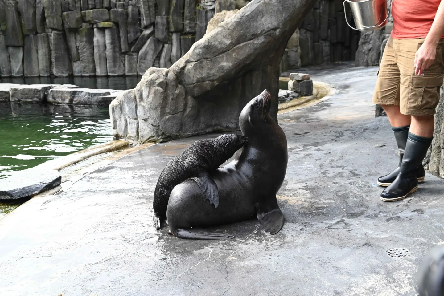 Malý lachtan míří v pražské zoo do velkého bazénu. Brzy poznáme jeho jméno