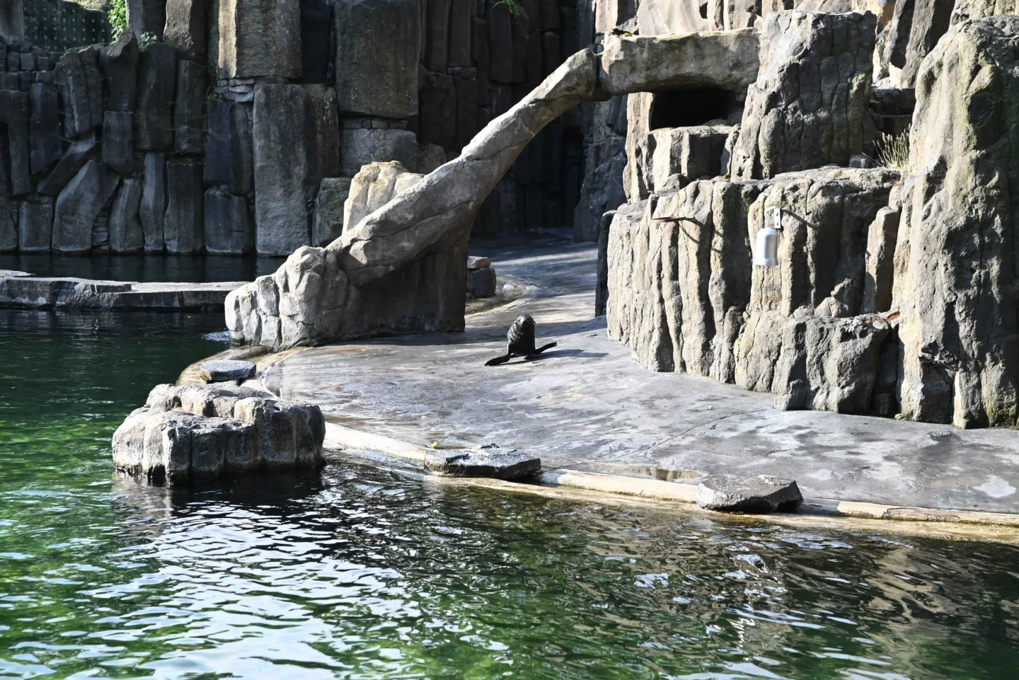 Malý lachtan míří v pražské zoo do velkého bazénu. Brzy poznáme jeho jméno