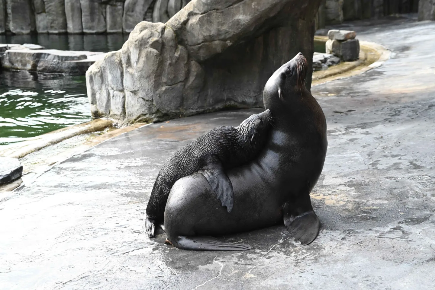 Malý lachtan míří v pražské zoo do velkého bazénu. Brzy poznáme jeho jméno