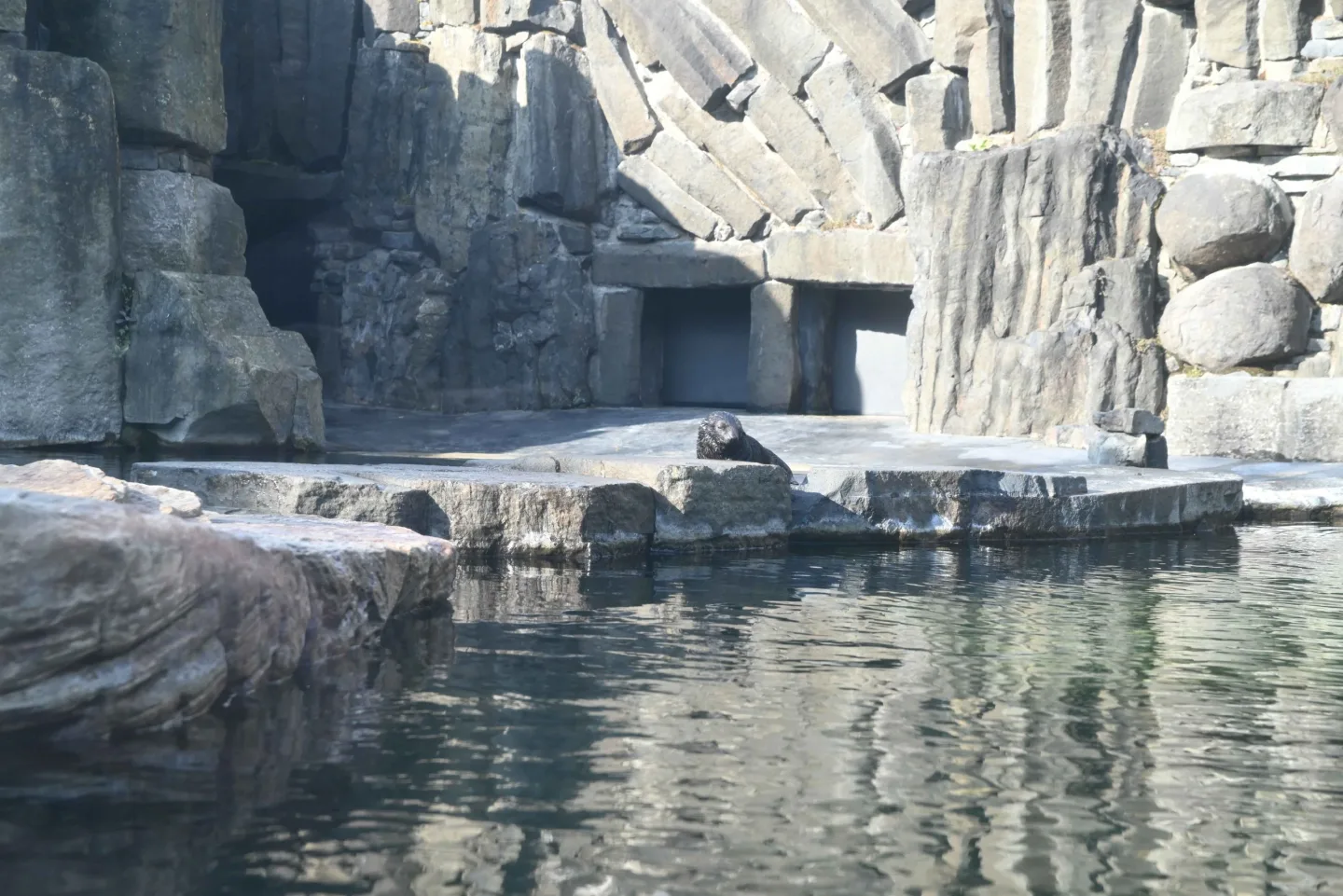 Malý lachtan míří v pražské zoo do velkého bazénu. Brzy poznáme jeho jméno