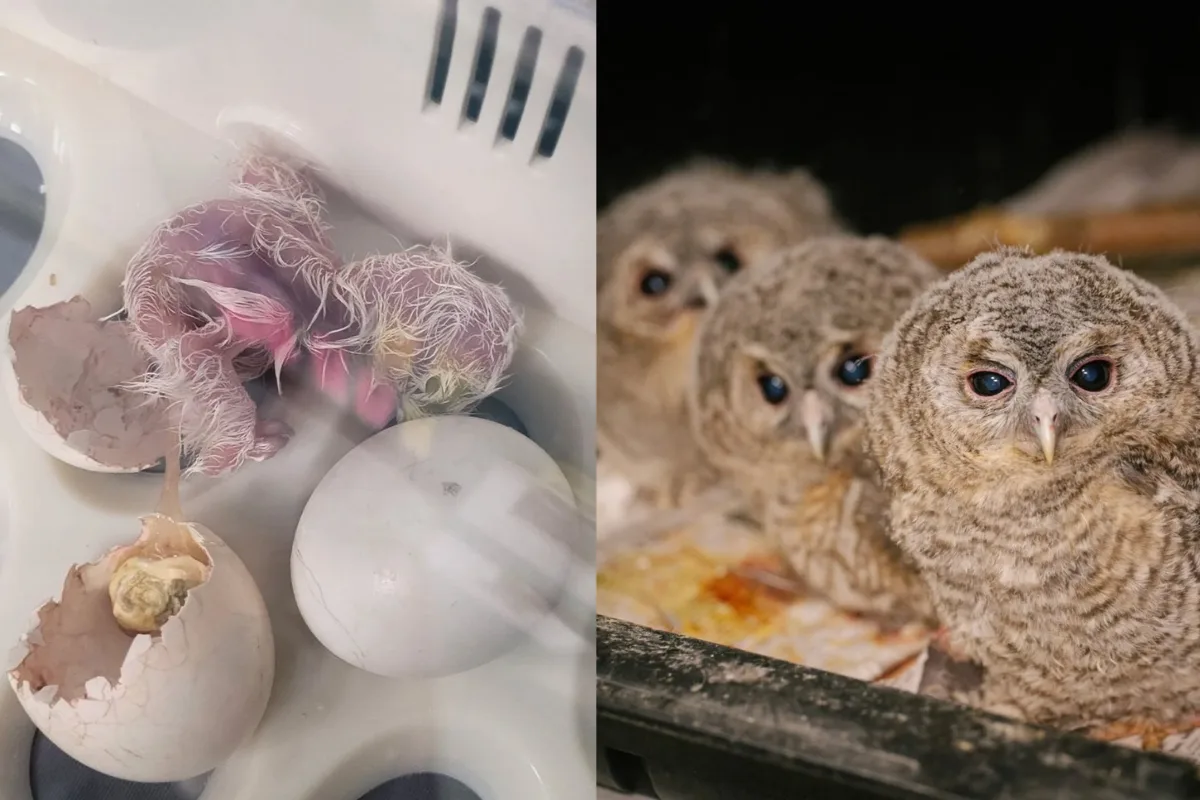 V pokáceném stromě našli vajíčka, vypiplané sovičky teď zachránci vypustili do světa
