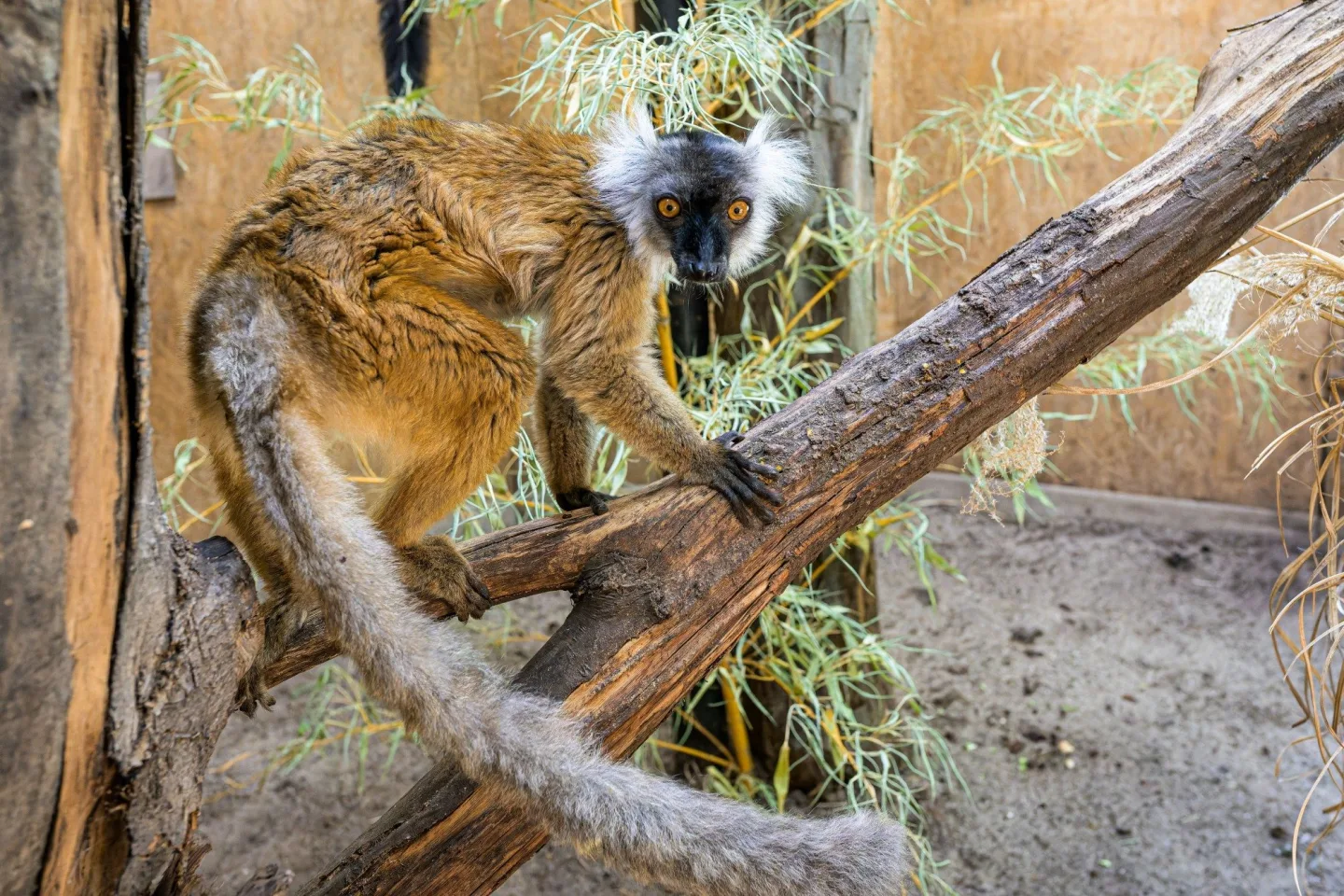 Vykulené jantarové oči a dlouhé chvosty. V pražské zoo žijí staronové poloopice