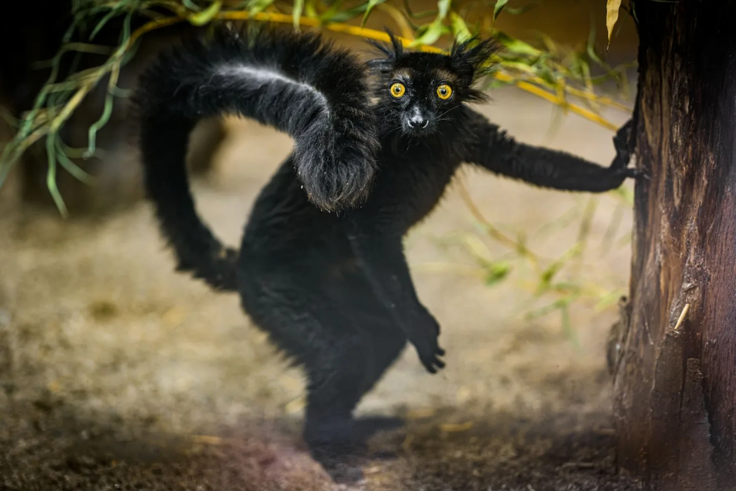 Vykulené jantarové oči a dlouhé chvosty. V pražské zoo žijí staronové poloopice