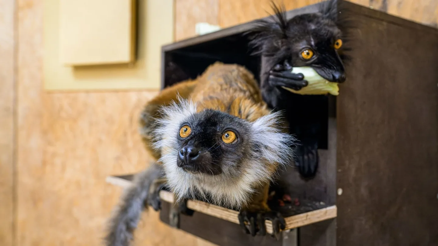 Vykulené jantarové oči a dlouhé chvosty. V pražské zoo žijí staronové poloopice