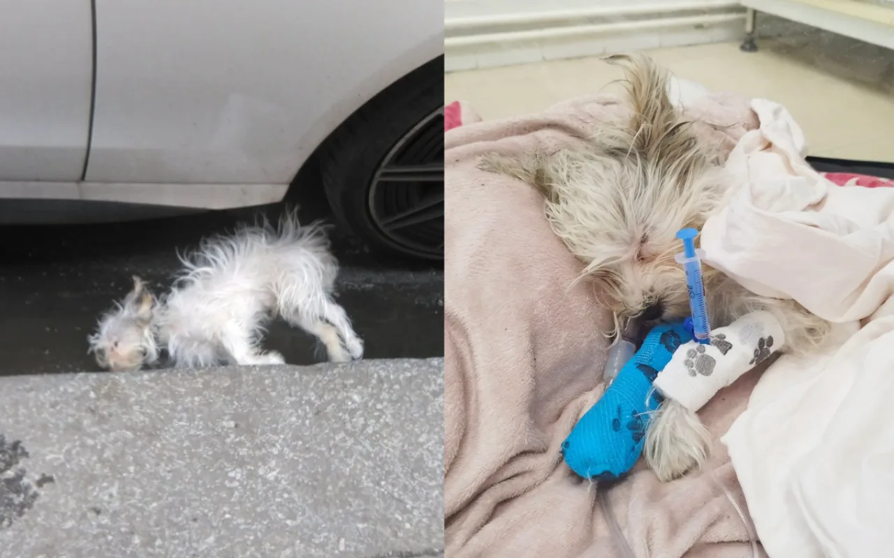 Psík spadl z balkonu, majitelka se ho pak zřekla. O jeho život teď bojují v útulku