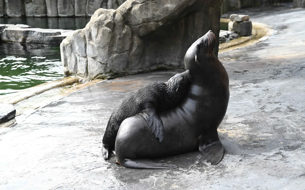 Malý lachtan míří v pražské zoo do velkého bazénu. Brzy poznáme jeho jméno