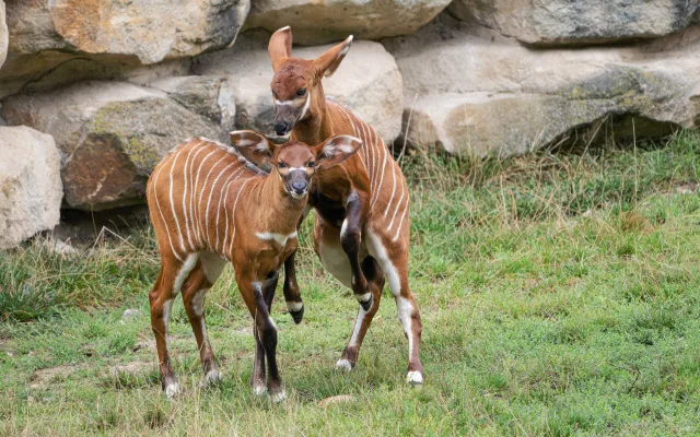 Zoo Praha spolu s návštěvníky pokřtí dvě mláďata bongů horských. Kmotrem bude youtuber Stejk