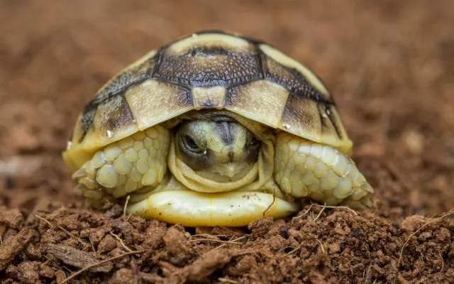 FOTO: Beránek a dvě želvičky. To jsou první letošní mláďata pražské zoo