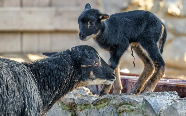 FOTO: Beránek a dvě želvičky. To jsou první letošní mláďata pražské zoo