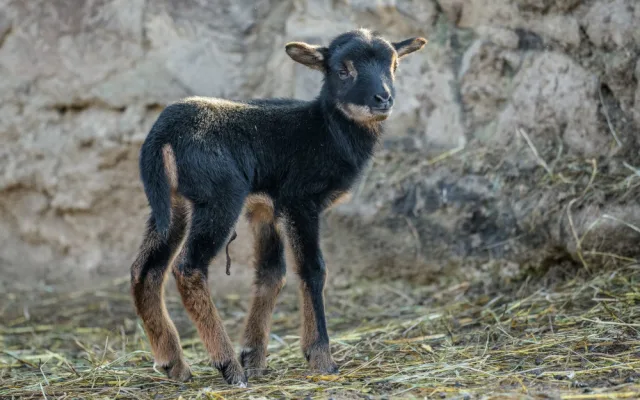 FOTO: Beránek a dvě želvičky. To jsou první letošní mláďata pražské zoo