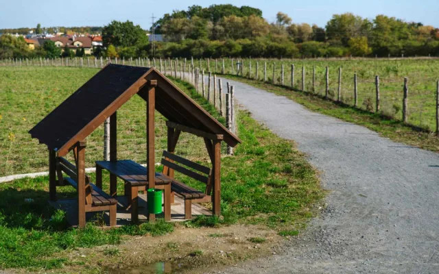 Kůrovcem napadené stromy v Praze nahradilo 190 tisíc sazenic.