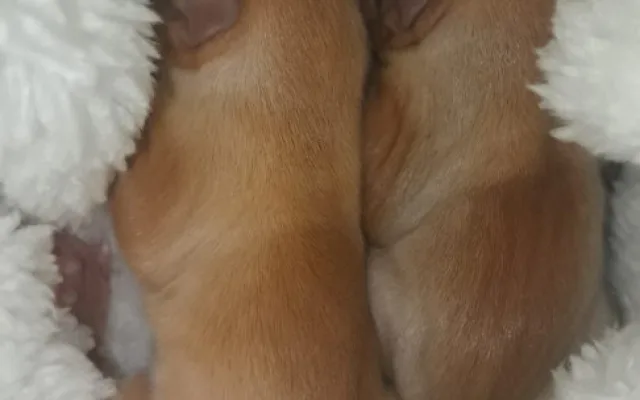 FOTO: Sezóna mláďat je tady. Přečtěte si, co dělat, když najdete mládě veverky