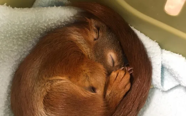 FOTO: Sezóna mláďat je tady. Přečtěte si, co dělat, když najdete mládě veverky