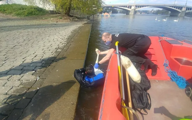 FOTO: Strážníci zachránili labuť, která měla krk a nohy zamotané v igelitu