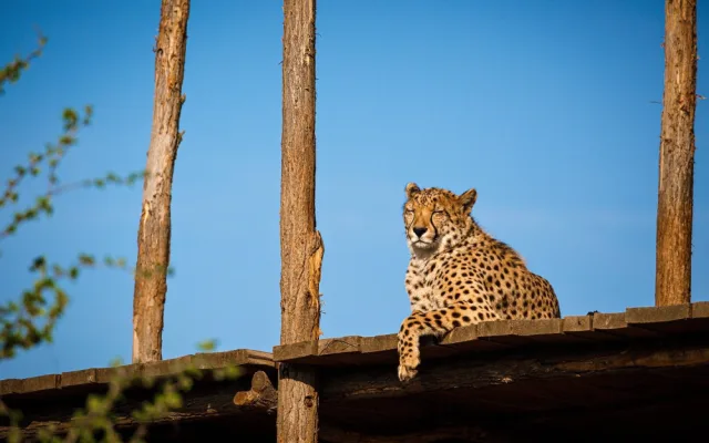 FOTO: Podívejte se do liduprázdné pražské zoo. Dnes je to přesně měsíc od zavření