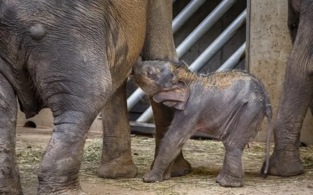 FOTO: Podívejte se do liduprázdné pražské zoo. Dnes je to přesně měsíc od zavření