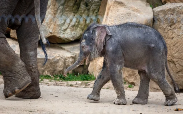 FOTO: Podívejte se do liduprázdné pražské zoo. Dnes je to přesně měsíc od zavření
