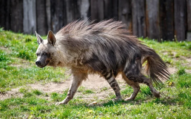 FOTO: Podívejte se do liduprázdné pražské zoo. Dnes je to přesně měsíc od zavření