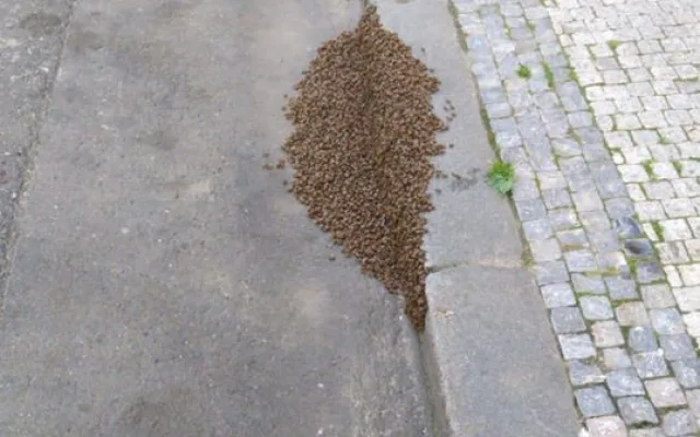 FOTO: V Praze se objevily včelí roje. Strážníci volali na pomoc včelaře