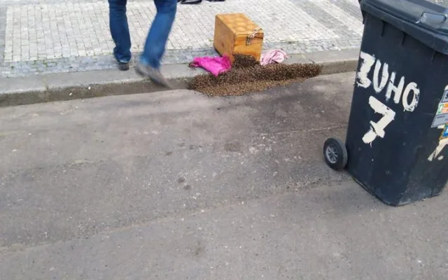 FOTO: V Praze se objevily včelí roje. Strážníci volali na pomoc včelaře